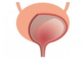 Bladder and Enhancement Organ Capsules for Women