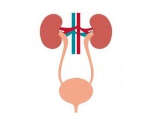 Urine system and its enhanced female capsules